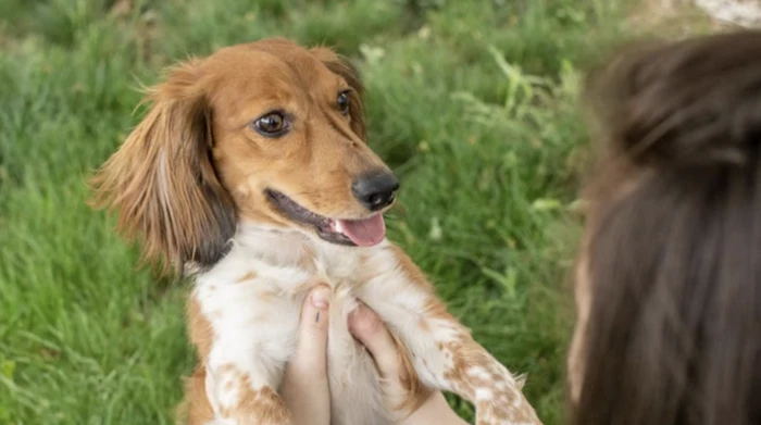 Healthy and vibrant dog being held, showcasing visible well-being